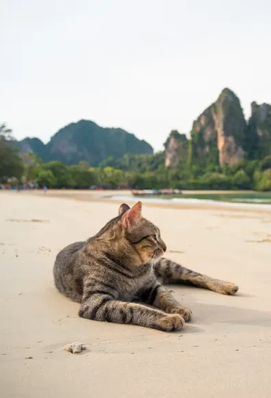 Cat laying out on a beach looking out to the water